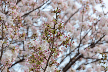 Obraz premium 桜のつぼみ