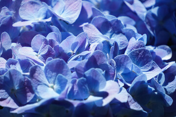 closeup of French Hydrangea on dark background. Blue Hydrangea or Hydrangea macrophylla or...