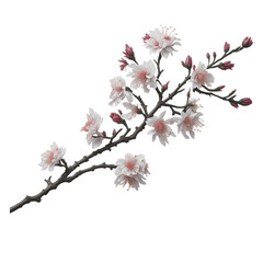 Sakura Cherry Blossom Branch, Light Pink, Clip Art Transparent PNG, 
