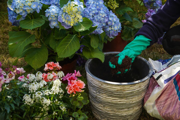 Gardener's hands planting flowers in pot with soil on terrace balcony garden, close up photo....