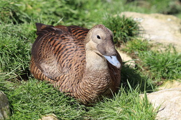 Spectacled Eider Duck (somateria fischeri) female on the grass.