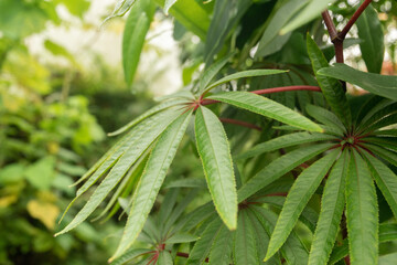 Palm leave begonia or Begonia Luxurians in Zurich in Switzerland