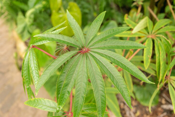 Palm leave begonia or Begonia Luxurians in Zurich in Switzerland