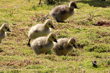 A stunning animal portrait of Goslings at a Nature Reserve. The baby Geese were in company with both parents and looking for food.