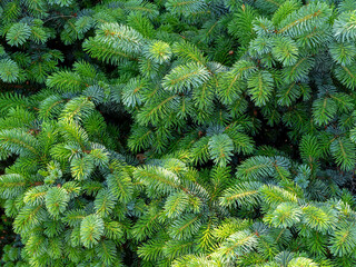Picea glauca, the white spruce Piccolo