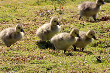 A stunning animal portrait of Goslings at a Nature Reserve. The baby Geese were in company with both parents and looking for food.