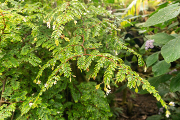 Begonia Foliosa plant in Zurich in Switzerland