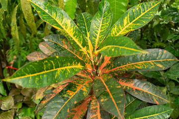 Fire croton or Codiaeum Variegatum plant in Zurich in Switzerland © Robert