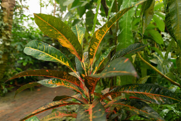 Fire croton or Codiaeum Variegatum plant in Zurich in Switzerland