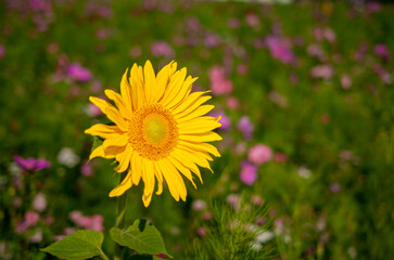 Sunflower in the middle of a flower meadow