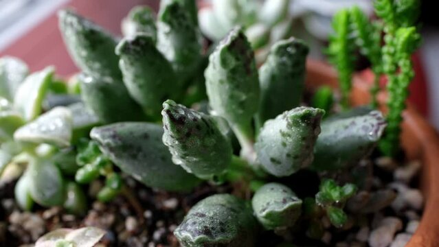 Beauty succulent mix in water drops closeup. Home mini garden rotation moving