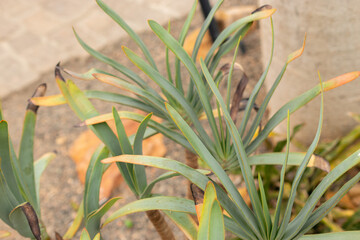 Fan aloe or Aloe Plicatilis in Zurich in Switzerland