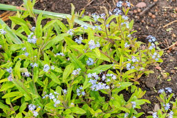 Woodland forget me not or Myosotis Sylvatica flower in Zurich in Switzerland