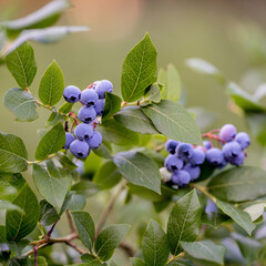 blueberries plant with fruits, organic plantation of blueberries