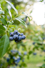 blueberries plant with fruits, organic plantation of blueberries