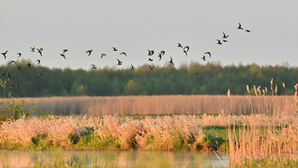 flock of birds in the morning