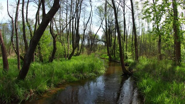 Silesian spring landscape - river side