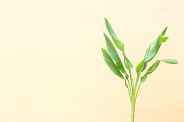 Natural green plant on white background
