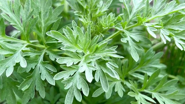 Artemisia absinthium plant. Wormwood branch, leaves and wormwood flowers. Cosmetics and medical plant.