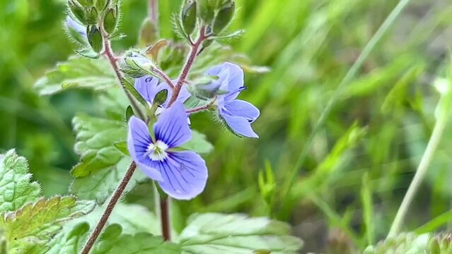 Veronica flower blossoms in spring. The flowers are also called birdeye speedwell, Persian speedwell, bird's-eye, or winter speedwell-video can be looped.