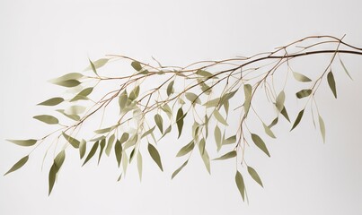  a branch of a tree with green leaves on a white background.  generative ai