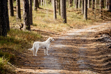 Fototapeta premium White labrador type, mongrel, dog in forest.