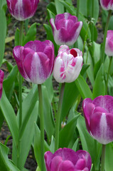 Magenta-purple and white color combination blooming Triumph Tulips ‘Striped Flag’ in the spring garden .Gardening, cultivation of tulips concept.