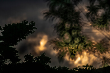 sunset in the forest