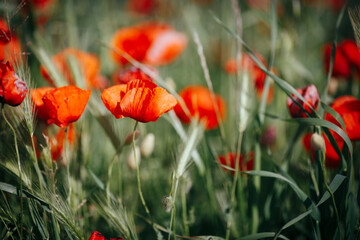 Spring: wonderful poppy field at sunset. - 602736446