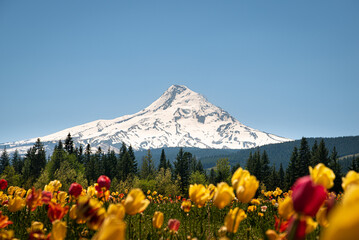 Tulip Field and Mount Hood Oregon  - obrazy, fototapety, plakaty