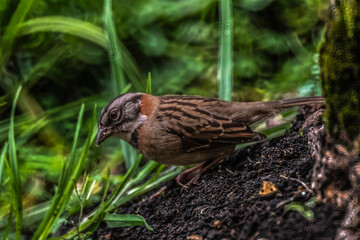 Naklejka na ściany i meble sparrow on the grass