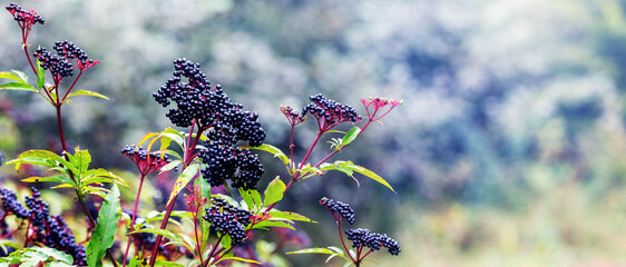 Сluster of black elderberries. Elderberry bush with berries © Volodymyr