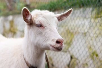 Close-up of a white goat on a farm