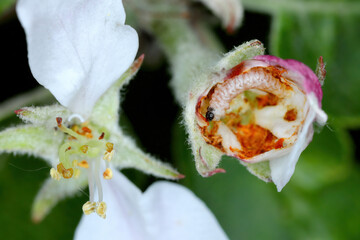 Larva of apple blossom weevil (Anthonomus pomorum) inside the damaged bud of an apple blossom. It...