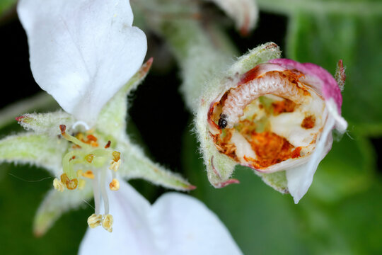 Larva of apple blossom weevil (Anthonomus pomorum) inside the damaged bud of an apple blossom. It is one of the most important pests in apple orchards and gardens. 