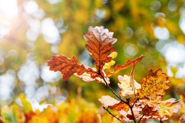 An oak branch with dry leaves in a forest on a sunny day. Copy space