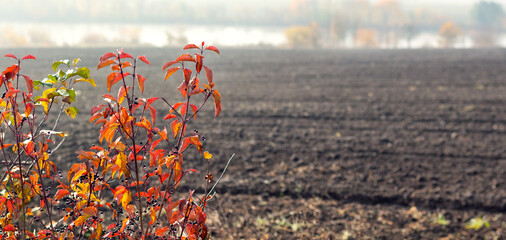 Branches of a tree with red autumn leaves on the background of a plowed field and a river in the distance, copy of space