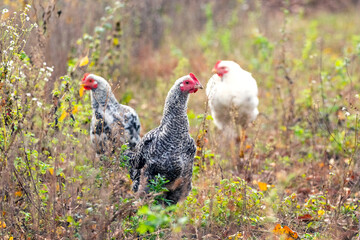Chickens in the garden among thickets of grass and weeds in the fall. Raising chickens