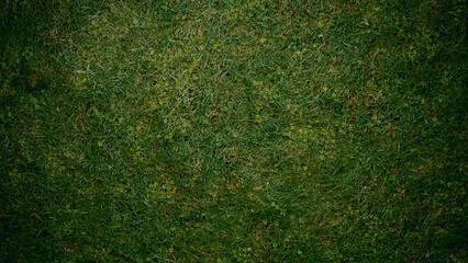 green grass background