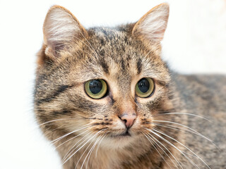 Close-up portrait of a brown striped cat with an attentive look on a white background