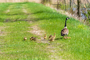 Canada Geese And Goslings In Spring