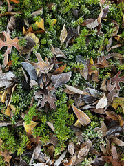 Frosty Green Foliage and Leaves