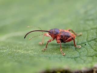 Nut and Acorn Weevil. Genus Curculio © Macronatura.es