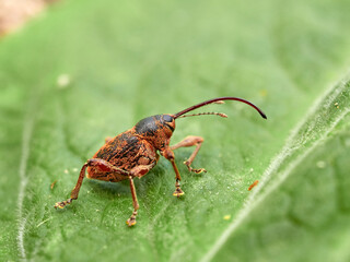 Nut and Acorn Weevil. Genus Curculio © Macronatura.es