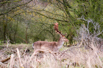 Naklejka na ściany i meble Red deer stag with antlers in spring, forest of Amsterdamse Waterleidingduinen in the Netherlands, wildlife in the woodland 