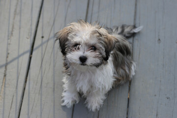 jack russell terrier
