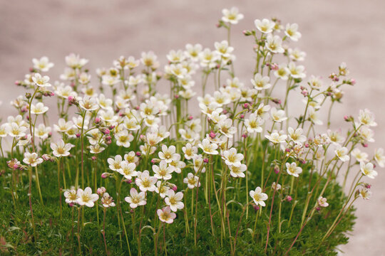 Blooming Saxifraga little Alpine white flowers 