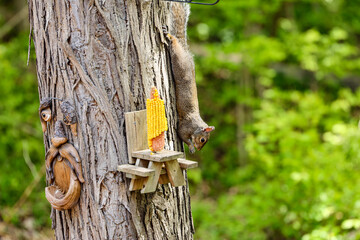 woodpecker on a tree