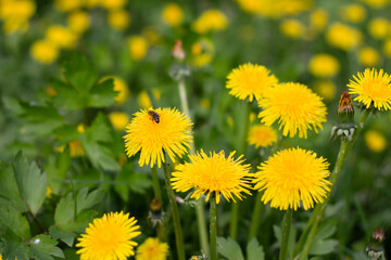 yellow dandelions 
