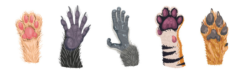 Obraz premium Animal Paw and Animalistic Pets Claw Vector Set